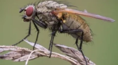 Cum să scapi de muște într-o casă privată și în țară